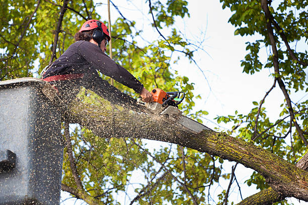 Best Commercial Tree Services  in Randallstown, MD